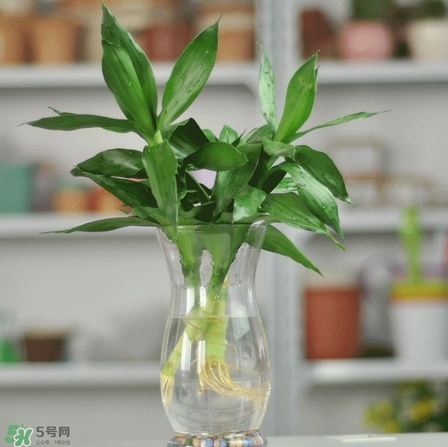 富貴竹有毒嗎？富貴竹有什么作用？