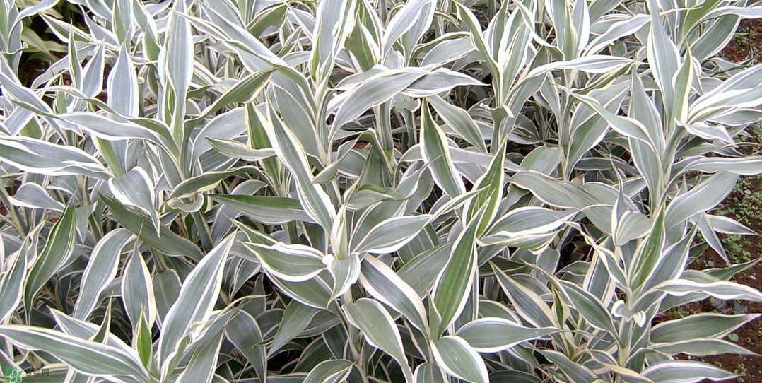 富貴竹有幾個品種？富貴竹有種子嗎？