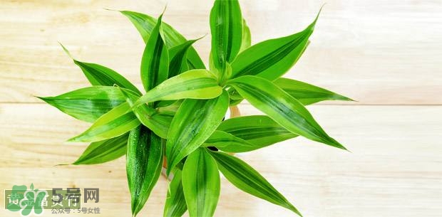 富貴竹可以和百合一起養(yǎng)嗎？富貴竹可以和什么花養(yǎng)？