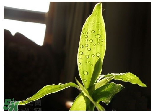 富貴竹葉子發(fā)黃怎么辦？富貴竹怎么養(yǎng)才能更旺盛？