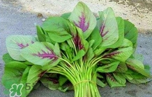 莧菜怎么種？莧菜如何種植