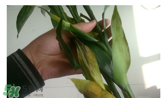 富貴竹葉子發(fā)黃怎么辦？富貴竹怎么養(yǎng)才能更旺盛？