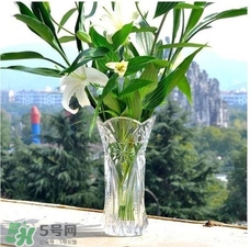 富貴竹有幾個品種？富貴竹有種子嗎？