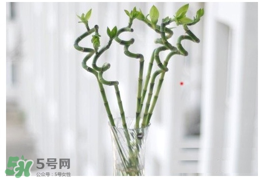 富貴竹葉子發(fā)黃怎么辦？富貴竹怎么養(yǎng)才能更旺盛？