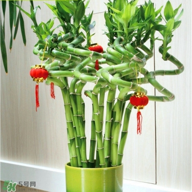 富貴竹有毒嗎？富貴竹有什么作用？