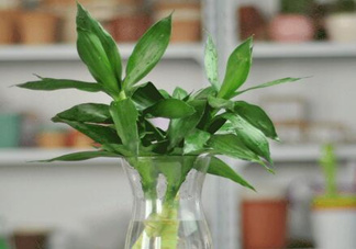 富貴竹有毒嗎？富貴竹有什么作用？