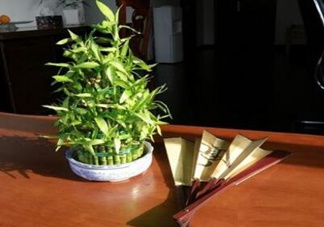 富貴竹葉子發(fā)黃怎么辦？富貴竹怎么養(yǎng)才能更旺盛？