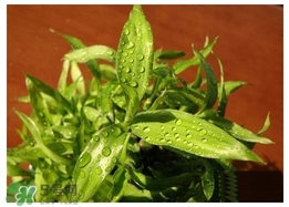 富貴竹葉子發(fā)黃怎么辦？富貴竹怎么養(yǎng)才能更旺盛？