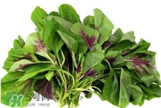 莧菜與什么相克？莧菜與什么食物相克