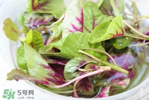 莧菜怎么洗？莧菜怎么擇