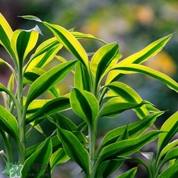 富貴竹有幾個品種？富貴竹有種子嗎？