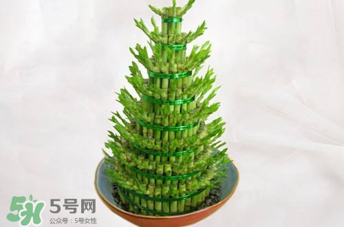 富貴竹可以和百合一起養(yǎng)嗎？富貴竹可以和什么花養(yǎng)？