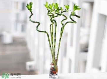 富貴竹有毒嗎？富貴竹有什么作用？