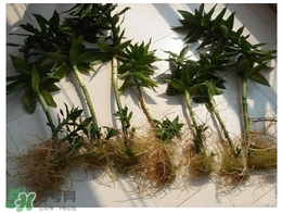 富貴竹葉子發(fā)黃怎么辦？富貴竹怎么養(yǎng)才能更旺盛？