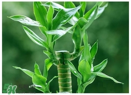 富貴竹葉子發(fā)黃怎么辦？富貴竹怎么養(yǎng)才能更旺盛？