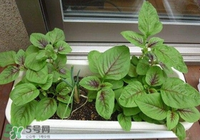 莧菜怎么種？莧菜如何種植