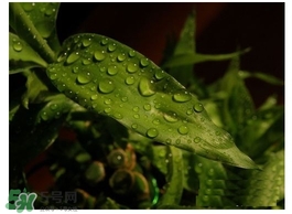 富貴竹葉子發(fā)黃怎么辦？富貴竹怎么養(yǎng)才能更旺盛？