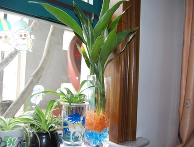 富貴竹有毒嗎？富貴竹有什么作用？