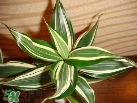 富貴竹有幾個品種？富貴竹有種子嗎？