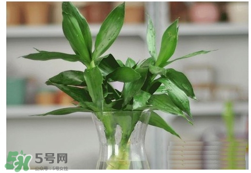 富貴竹葉子發(fā)黃怎么辦？富貴竹怎么養(yǎng)才能更旺盛？