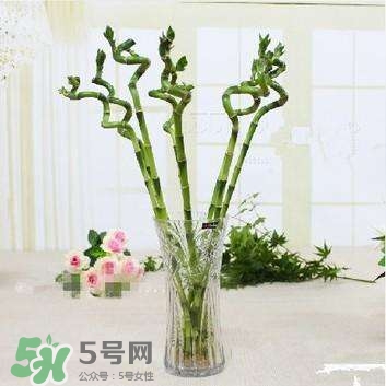 富貴竹有幾個品種？富貴竹有種子嗎？