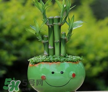 富貴竹可以和百合一起養(yǎng)嗎？富貴竹可以和什么花養(yǎng)？