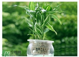 富貴竹葉子發(fā)黃怎么辦？富貴竹怎么養(yǎng)才能更旺盛？