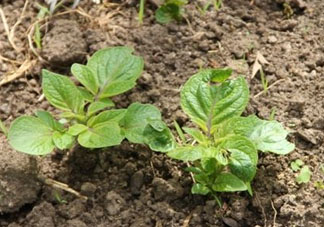 谷雨能種土豆嗎？谷雨前后能種土豆嗎？