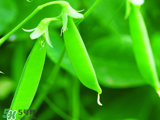 荷蘭豆能生吃嗎？荷蘭豆生的可以吃嗎？