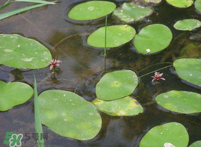 莼菜不能和什么一起吃？莼菜和什么相克？