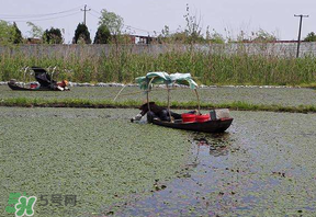 莼菜不能和什么一起吃？莼菜和什么相克？