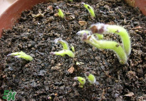 谷雨能種土豆嗎？谷雨前后能種土豆嗎？