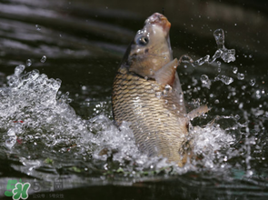 谷雨怎么釣魚？谷雨前后釣魚技巧