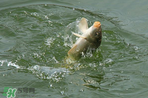 谷雨怎么釣魚？谷雨前后釣魚技巧