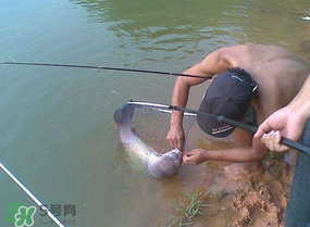 谷雨好釣魚嗎？谷雨釣魚用什么餌料？