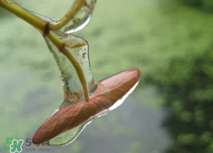 莼菜怎么洗？買來的莼菜怎么洗？