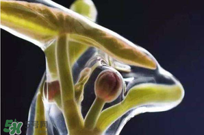 莼菜多少錢一斤？莼菜多少錢一斤2017？