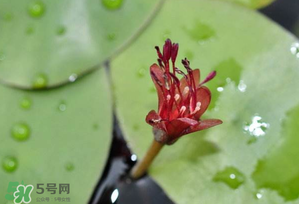 莼菜多少錢一斤？莼菜多少錢一斤2017？