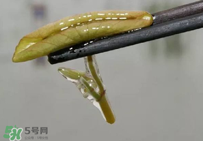 莼菜多少錢一斤？莼菜多少錢一斤2017？