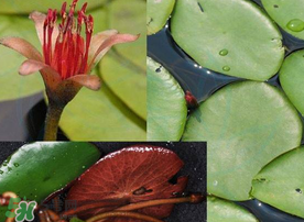 莼菜是什么菜？莼菜是荷葉嗎？