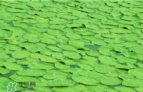 莼菜可以生吃嗎？莼菜怎么吃？