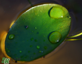 莼菜可以生吃嗎？莼菜怎么吃？