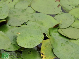 孕婦可以吃莼菜嗎？莼菜孕婦能吃嗎？