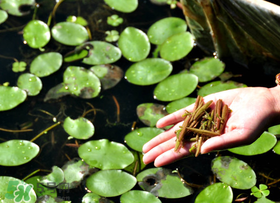 孕婦可以吃莼菜嗎？莼菜孕婦能吃嗎？