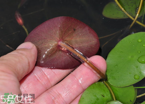 ?莼菜什么時(shí)節(jié)有？莼菜什么時(shí)候采摘？