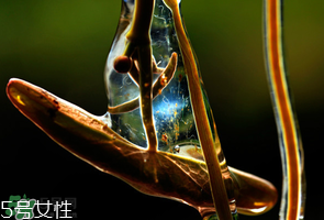 ?莼菜什么時(shí)節(jié)有？莼菜什么時(shí)候采摘？