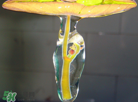 莼菜能放冰箱嗎？莼菜怎么保存？