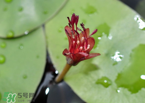 莼菜能放冰箱嗎？莼菜怎么保存？