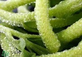 冰草什么人不能吃？冰草什么體質(zhì)不能吃？