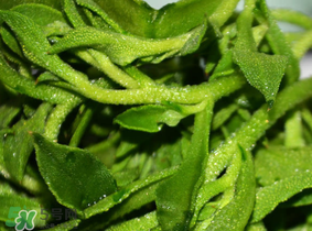 冰草什么人不能吃？冰草什么體質(zhì)不能吃？